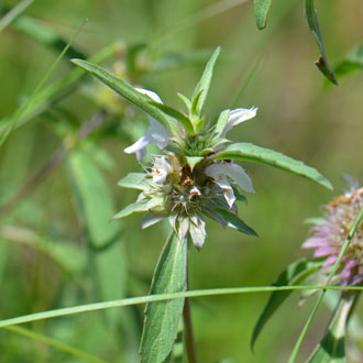 Monarda citriodora, Lemon Beebalm